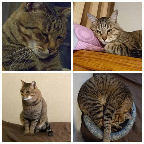 にゃんこがいます☆タイガーくんです。苦手な方は遠慮なくおっしゃって下さいね