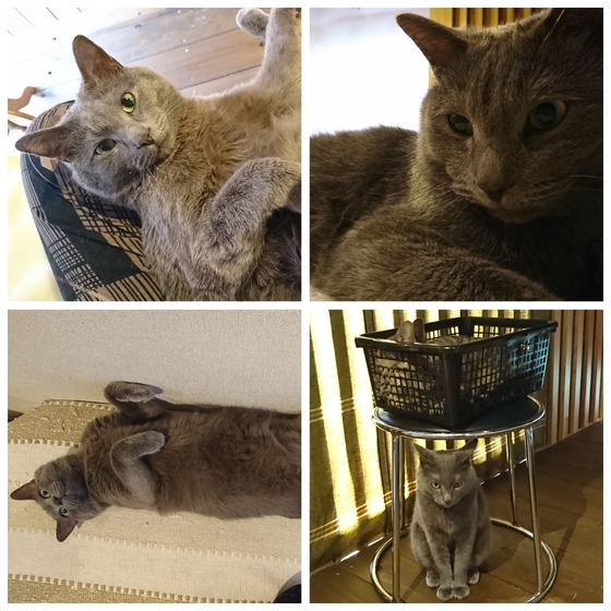 にゃんこがいます☆ねずみくんです。苦手な方は遠慮なくおっしゃって下さいね